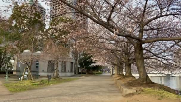 Flores Cerezo Japón Tokio — Vídeos de Stock