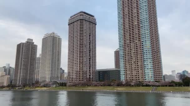 Cherry Blossoms Japan Tokyo — Stock Video