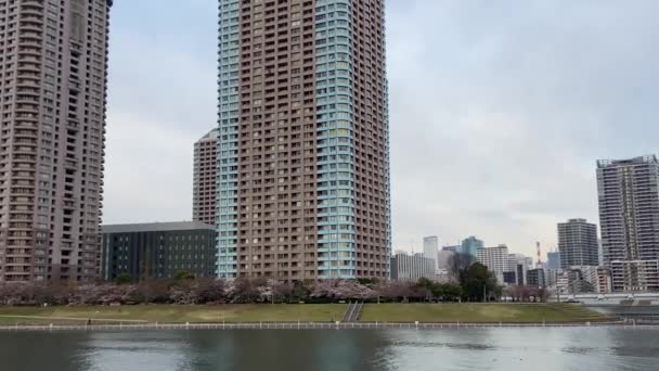 Fleurs Cerisier Tokyo Tokyo — Video