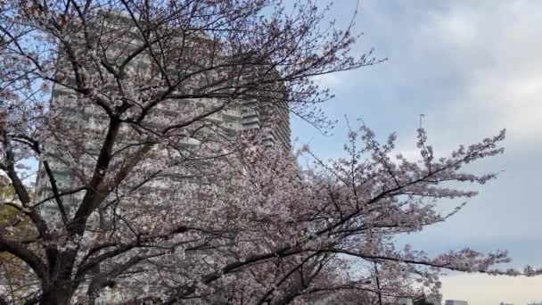 Kirschblüten Japan Tokio — Stockvideo