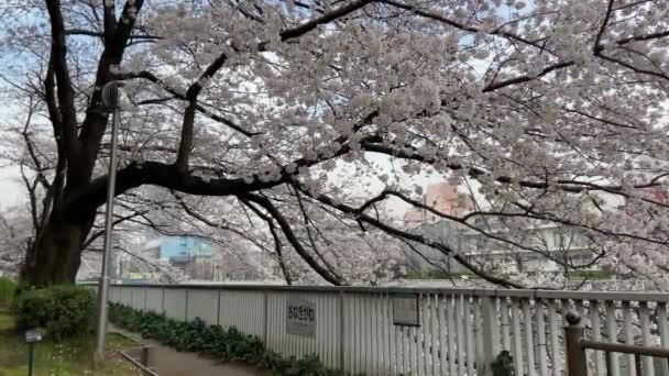 Körsbärsblommor Japan Tokyo — Stockvideo