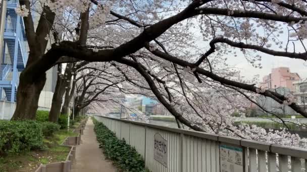 Körsbärsblommor Japan Tokyo — Stockvideo