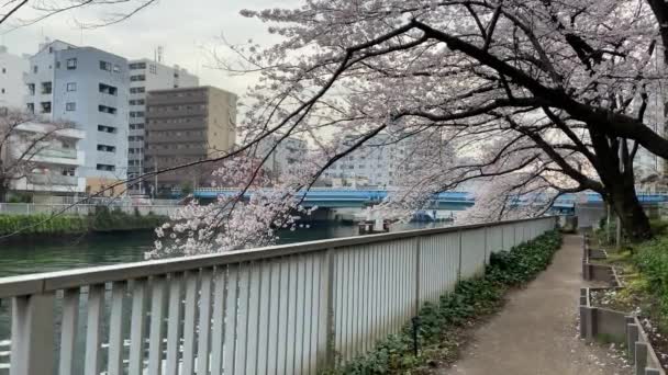 Cseresznyevirágok Japánban Tokióban — Stock videók