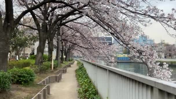 Fleurs Cerisier Tokyo Tokyo — Video