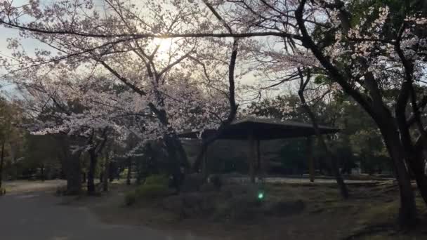 Kirsikankukat Japanissa Tokiossa — kuvapankkivideo