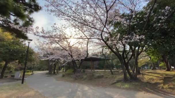 Kwiat Wiśni Japonii Tokio — Wideo stockowe