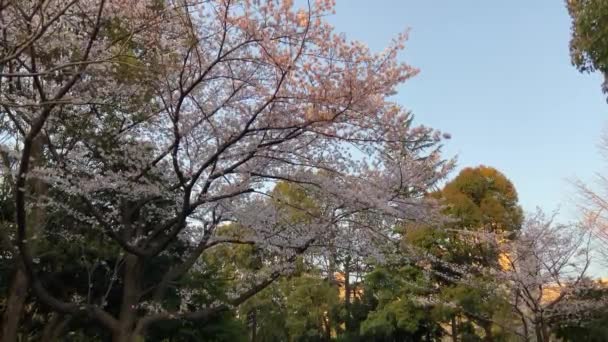 Cherry Blossoms Japan Tokyo — Stock Video