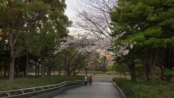 Japonya Kiraz Çiçekleri Tokyo — Stok video