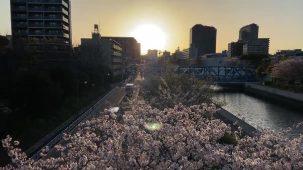 東京の桜 — ストック動画