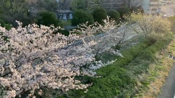 Flores Cereja Japão Tóquio — Vídeo de Stock