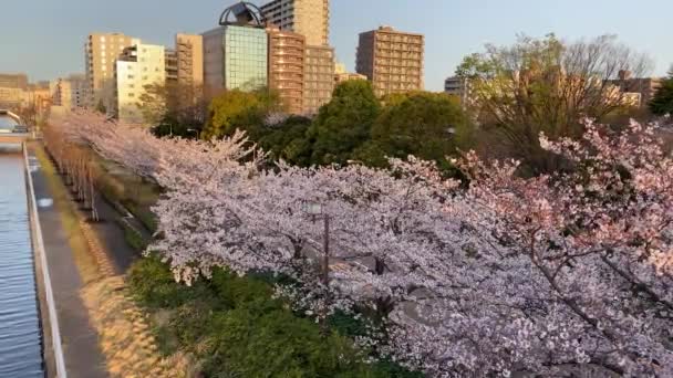 Körsbärsblommor Japan Tokyo — Stockvideo