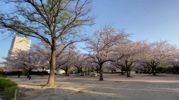 Kirschblüten Japan Tokio — Stockvideo