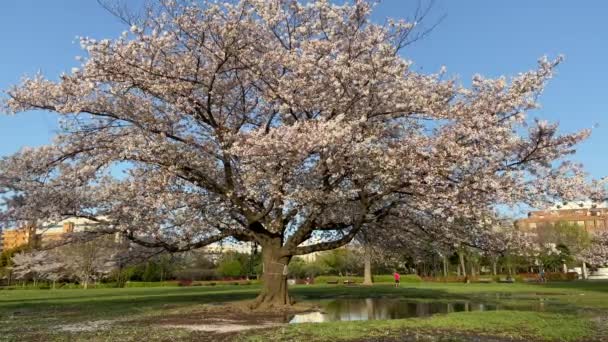 東京の桜 — ストック動画