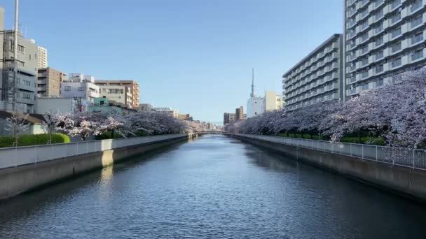 Cherry Blossoms Japan Tokyo — Stock Video