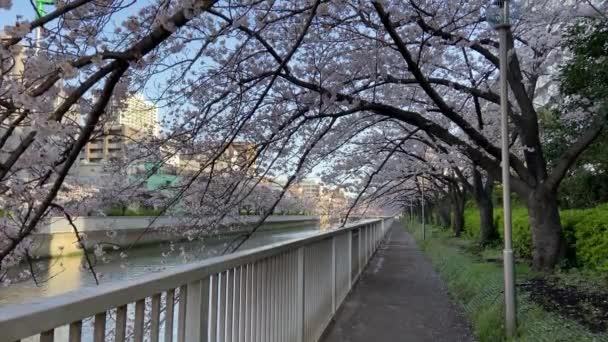 Cherry Blossoms Japan Tokyo — Stock Video