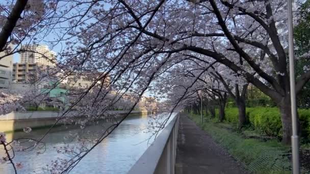 Flores Cereja Japão Tóquio — Vídeo de Stock