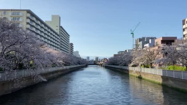 Třešňové Květy Japonsku Tokio — Stock video