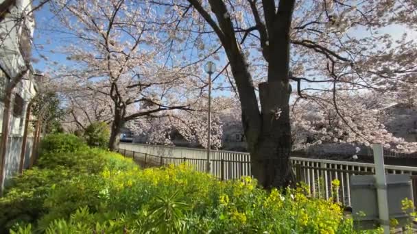 Cherry Mekar Jepang Tokyo — Stok Video