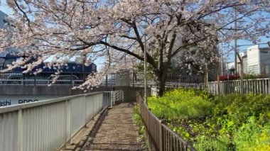 Japonya 'da kiraz çiçekleri, Tokyo