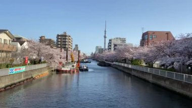 Japonya 'da kiraz çiçekleri, Tokyo