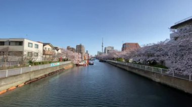 Japonya 'da kiraz çiçekleri, Tokyo