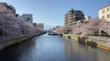 Japonya 'da kiraz çiçekleri, Tokyo