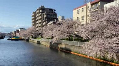 Japonya 'da kiraz çiçekleri, Tokyo