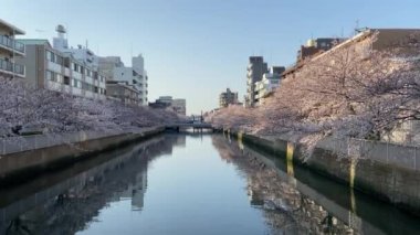 Japonya 'da kiraz çiçekleri, Tokyo