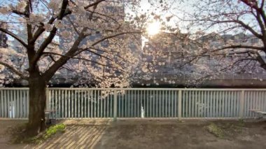 Japonya 'da kiraz çiçekleri, Tokyo