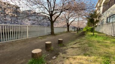 Japonya 'da kiraz çiçekleri, Tokyo