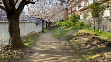 Japonya 'da kiraz çiçekleri, Tokyo