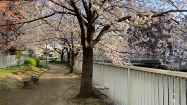 Japonya 'da kiraz çiçekleri, Tokyo