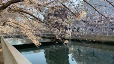 Japonya 'da kiraz çiçekleri, Tokyo