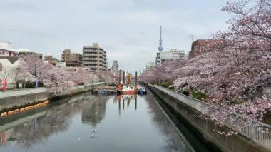 Japonya 'da kiraz çiçekleri, Tokyo