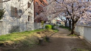 Japonya 'da kiraz çiçekleri, Tokyo