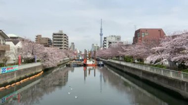 Japonya 'da kiraz çiçekleri, Tokyo