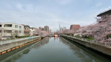 Japonya 'da kiraz çiçekleri, Tokyo