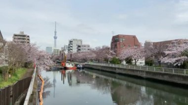 Japonya 'da kiraz çiçekleri, Tokyo