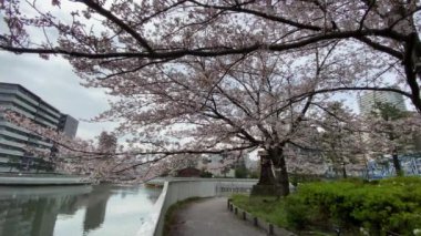 Japonya 'da kiraz çiçekleri, Tokyo