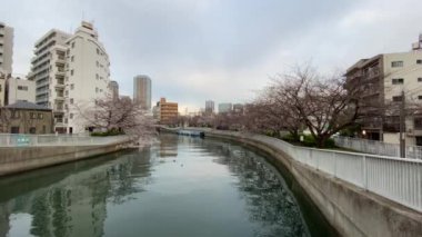 Japonya 'da kiraz çiçekleri, Tokyo
