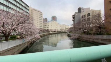 Japonya 'da kiraz çiçekleri, Tokyo