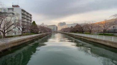 Japonya 'da kiraz çiçekleri, Tokyo