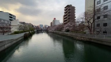 Japonya 'da kiraz çiçekleri, Tokyo