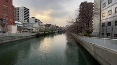 Japonya 'da kiraz çiçekleri, Tokyo