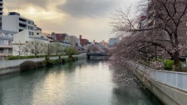 Japonya 'da kiraz çiçekleri, Tokyo