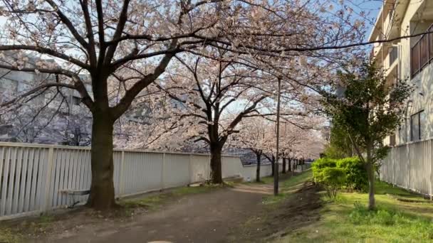 Flores Cerezo Japón Tokio — Vídeos de Stock