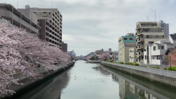 Fiori Ciliegio Giappone Tokyo — Video Stock