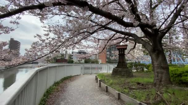 Cherry Blossoms Japan Tokyo — Stock Video