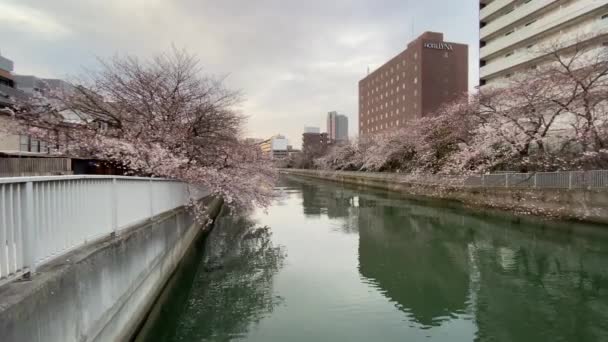 Kirschblüten Japan Tokio — Stockvideo