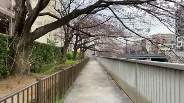 Fiori Ciliegio Giappone Tokyo — Video Stock